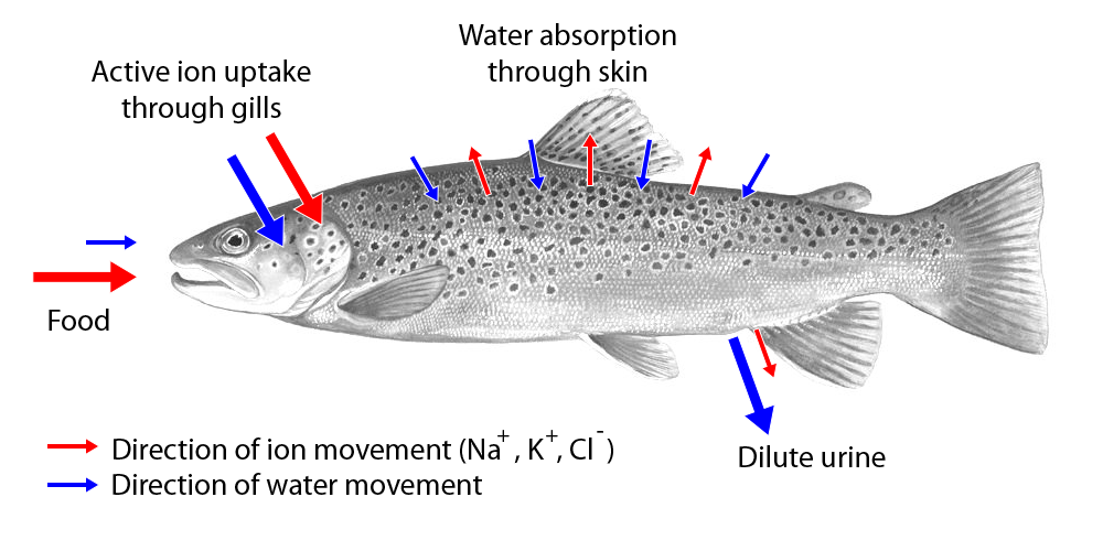 NGSS Phenomena: A diagram of a freshwater fish showing food and freshwater moving in through the mouth and into the gills. Salt ions and water are let out through the urine and both water and ions are absorbed and released through the skin.
