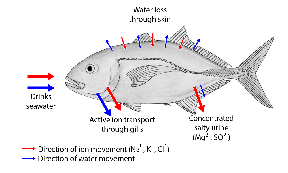 NGSS Phenomena: A diagram of a saltwater fish showing seawater flowing in and salty urine flowing out through the urine. The gills are able to transport both salt ions and water into the water, and the skin is able to transport both ions and water in and out.